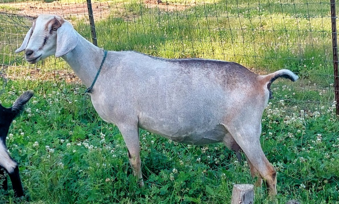 Kessel Run TS Toasted Marshmallow