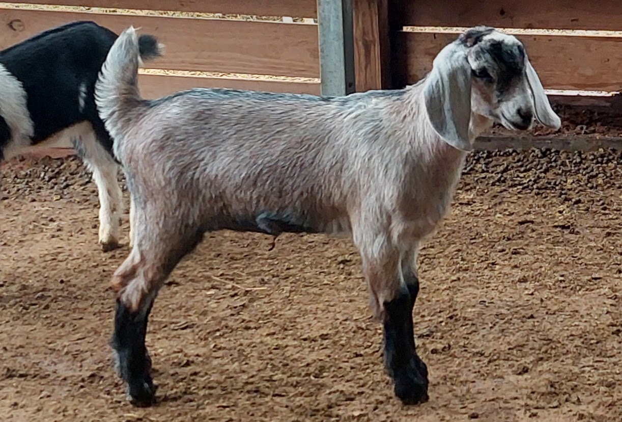 Kessel Run NP Shimmer and Shine