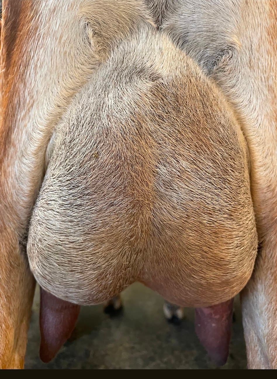 Eos's dam udder