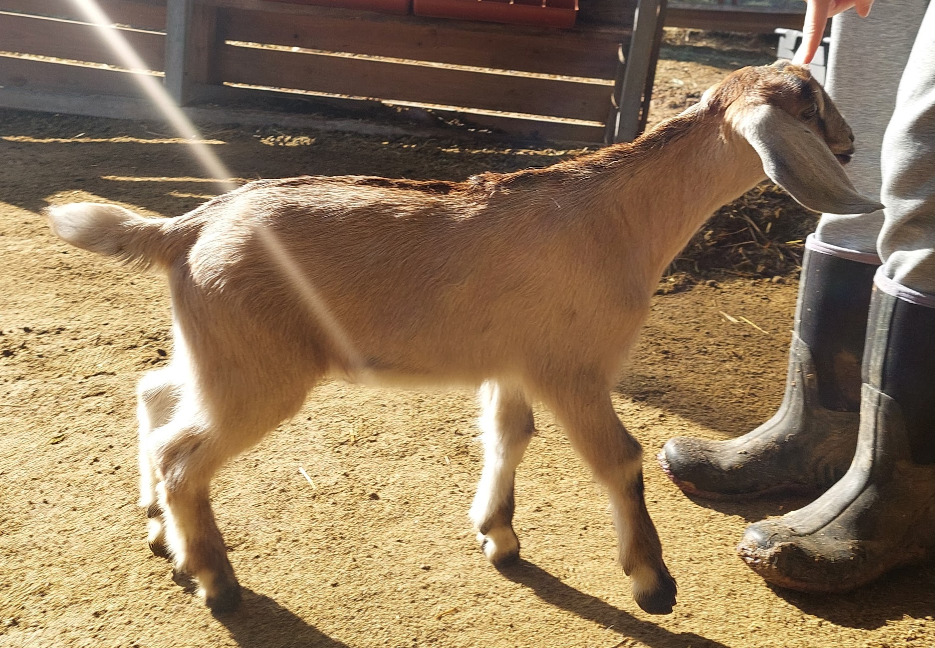 Kessel Run LS Peach Fuzz