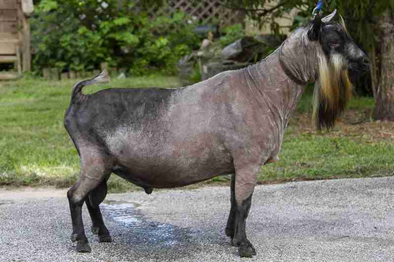 VMCH Mistwood LJJ Jacobs Java +B