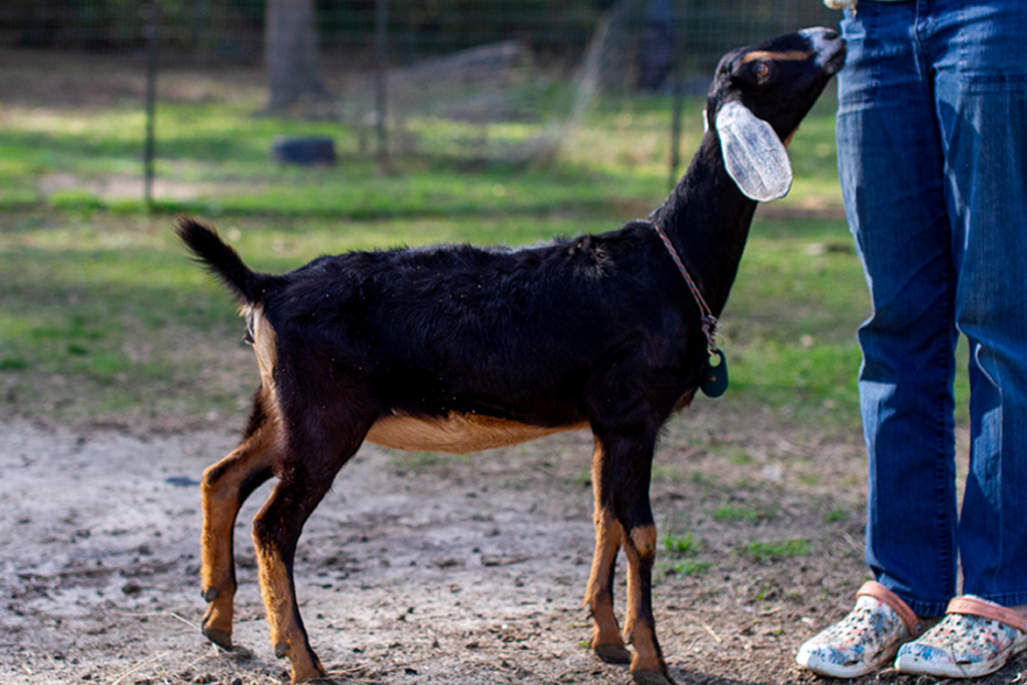 Kessel Run LS Sweet Oblivion