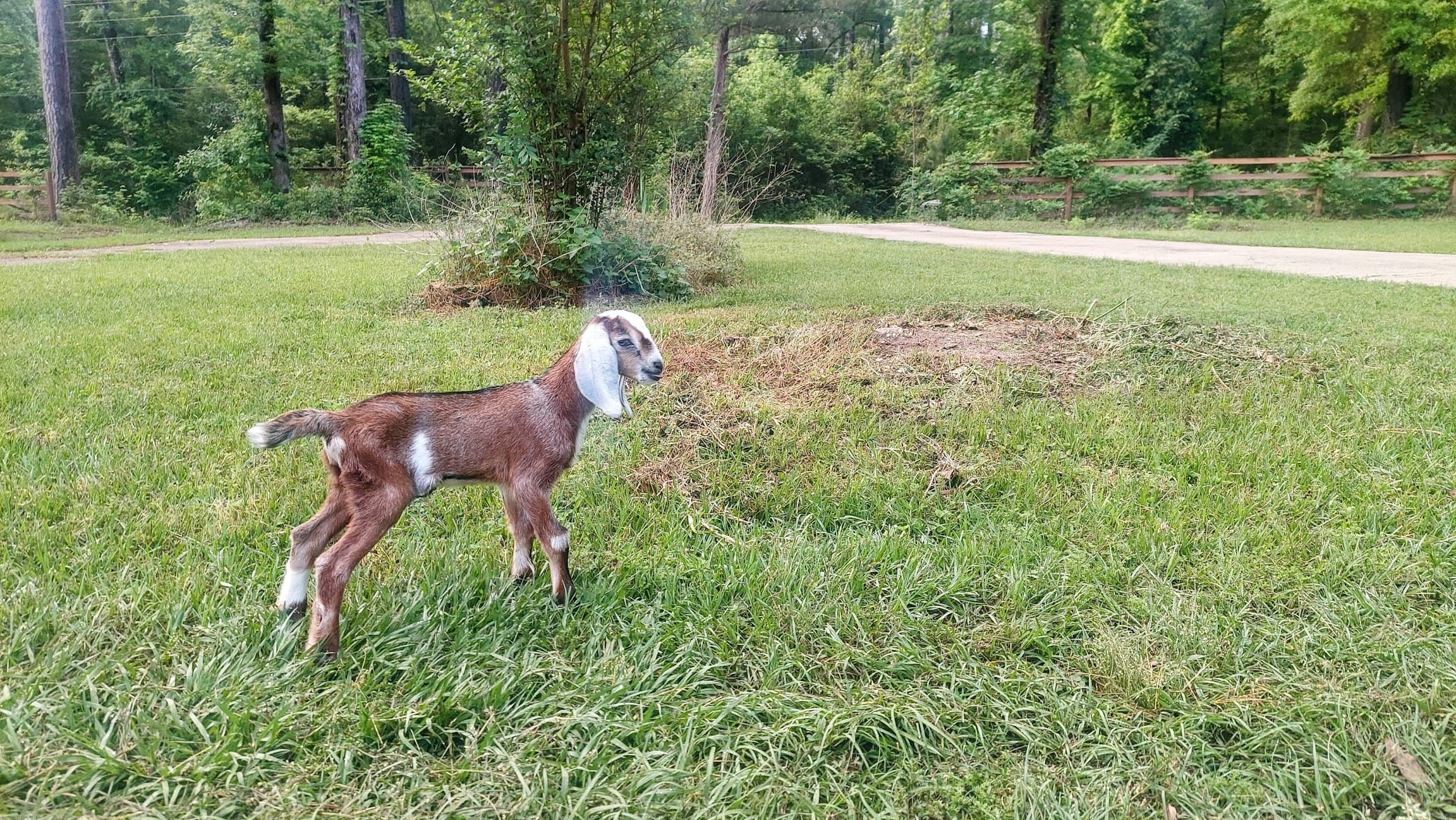 Never Fail Lone Star Sojourner