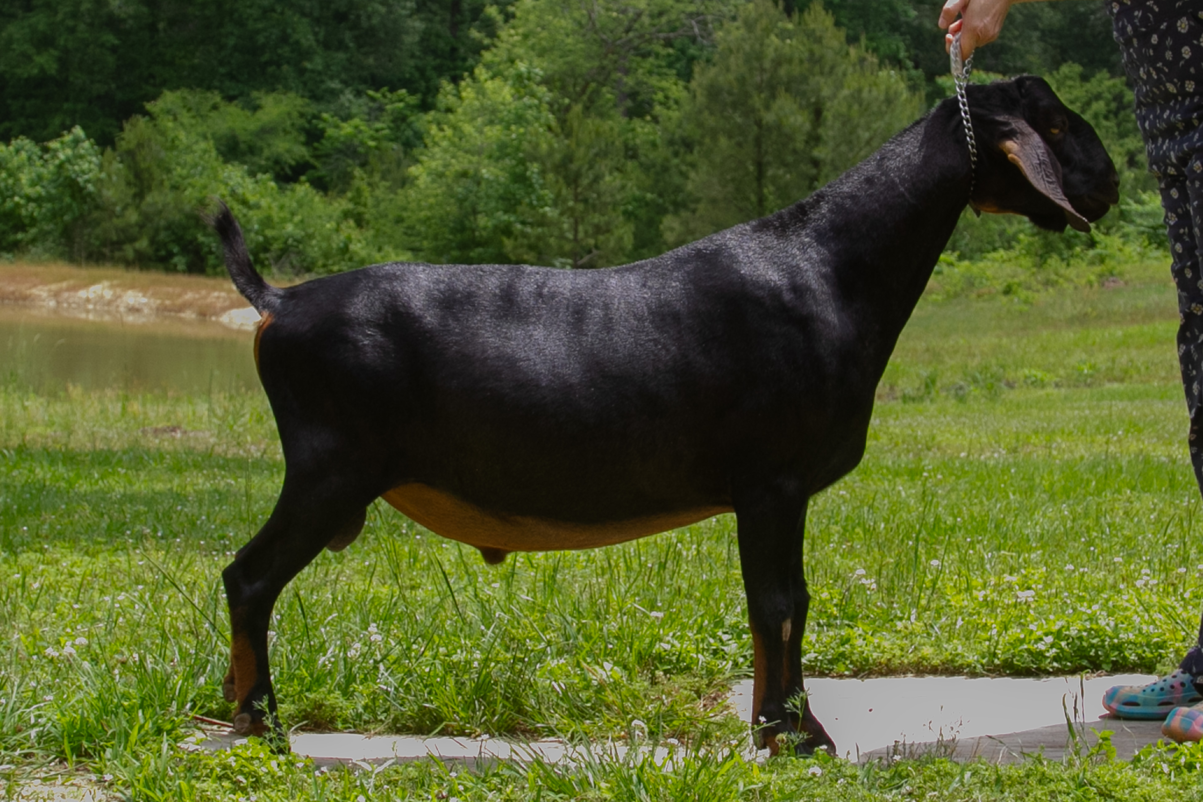 VMCH Foggy Fork Farm BV Lyrical Serenade *B