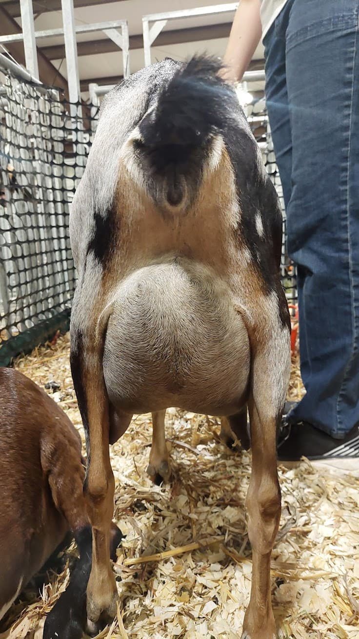 Milka udder