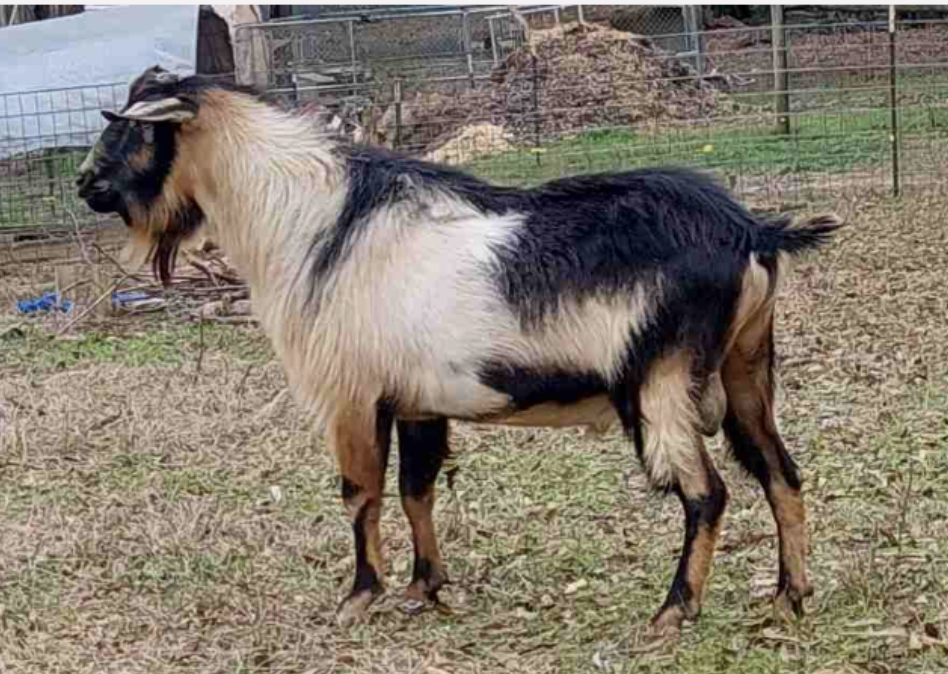 Kessel Run JJ Thundering Sinai +*B