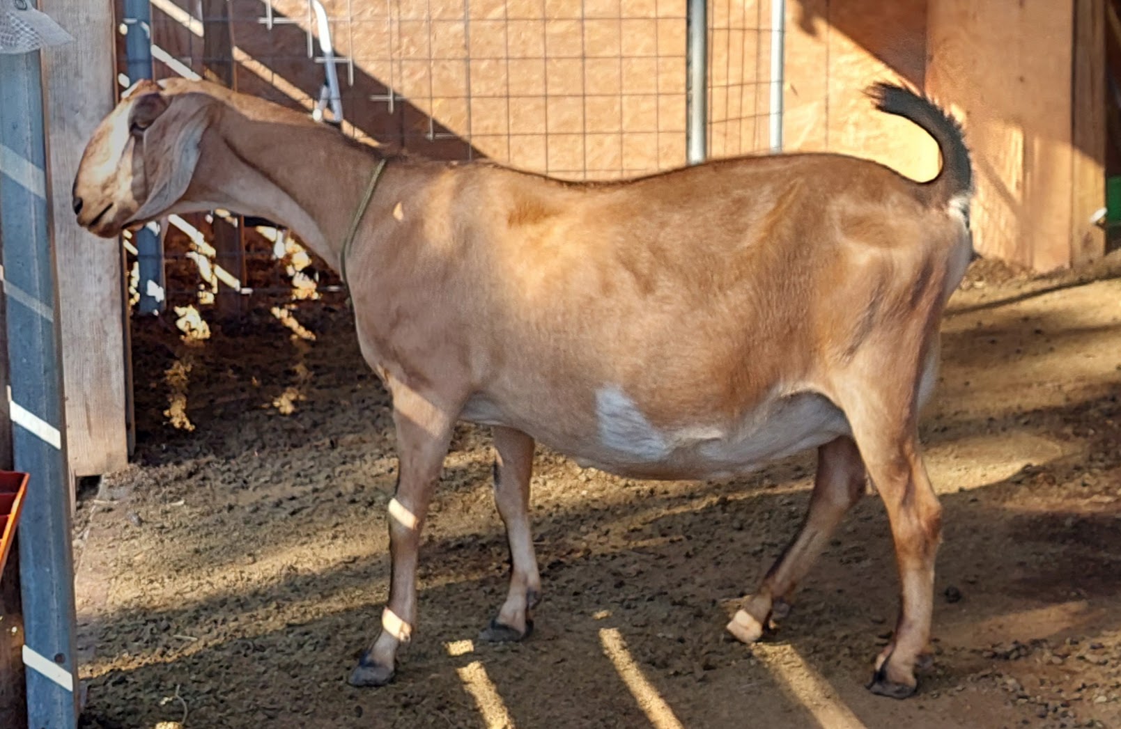 Kessel Run RGR Sweet Zinnia