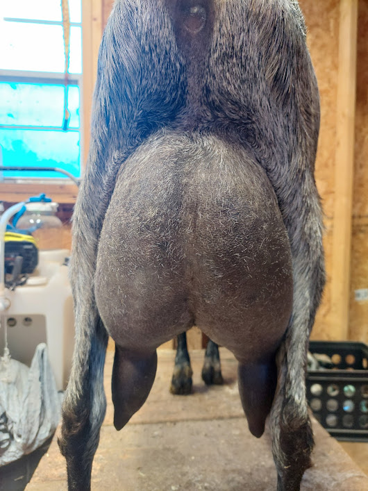 Quil's dam udder